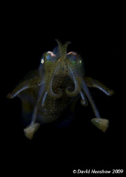 Portrait study of a Bigfin Reef Squid. Taken with D200 an... by David Henshaw 